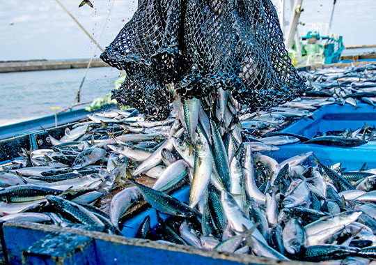 愛媛の海の恵みを、心を込めてお届けします。